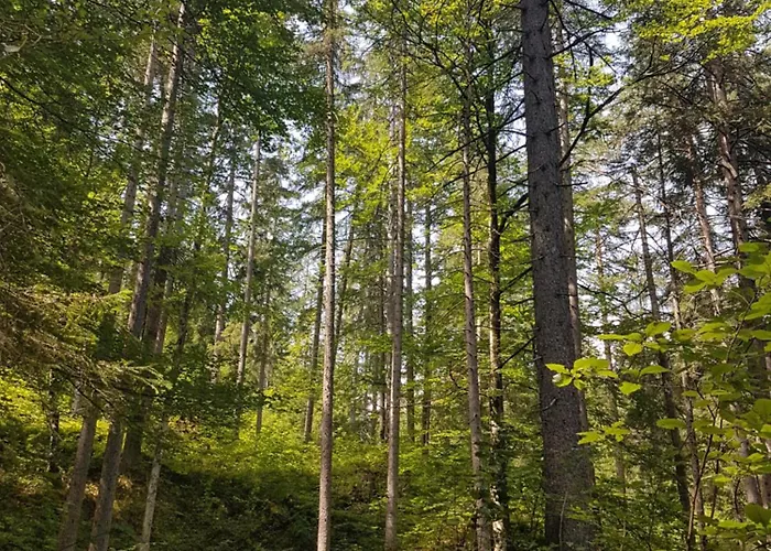 Apartment Bettina Ehrwald